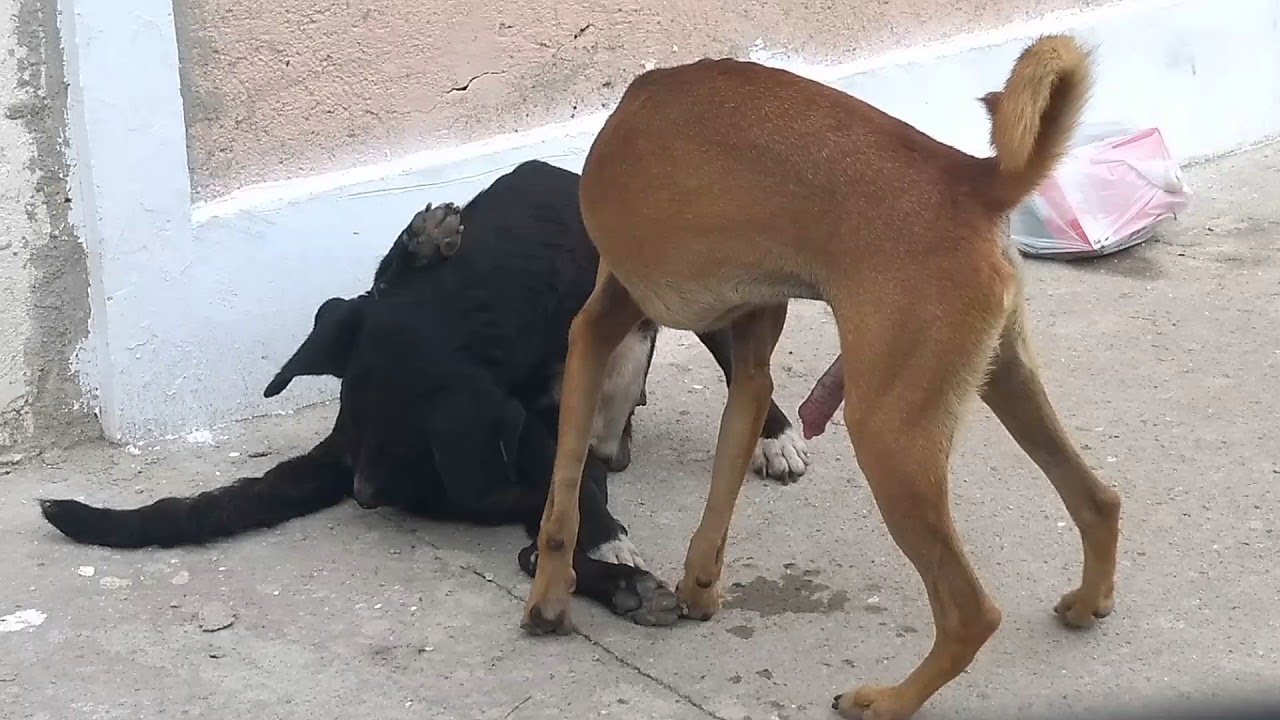 Cachorro assassino ! KiD Bengala.