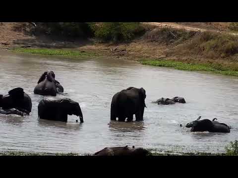 Djuma: Elephant pool party  in the dam - 10:07 - 10/12/2022