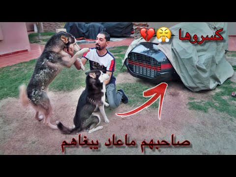 كلاب هاسكي خربت سيارة صاحبها النادره 😅 عرضهم للتبني ✋🏼