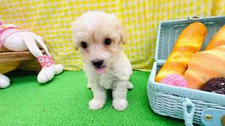 ハーフ犬の動画01