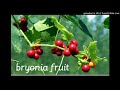 Bryonia Part 3