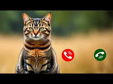Cute Cat Calling  janisha 😻😽😽😻🐱 #catlover #mi ashorts