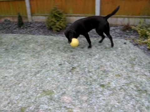 Rooney the Looney Lab