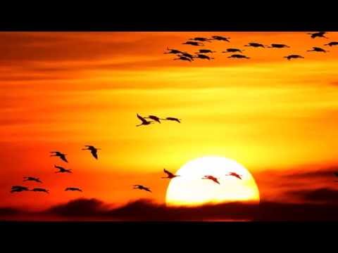 Miro Novak - Nočne ptice