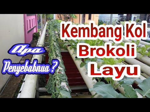 Reduxine 15 ulasan mg pelangsing dengan foto 2016 Pil orsoten-ulasan