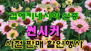 겹에키네시아의 신종 썬시커 사전판매 할인행사