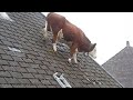 Funniest ANIMALS Videos 2024 That Will Make You Burst Into Laughter