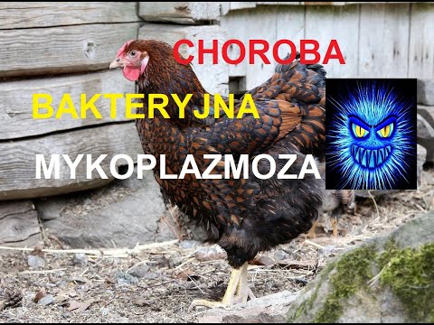 , title : 'Odcinek 188 Charakterystyka choroby Mykoplazmoza objawy *hodowla kur*'