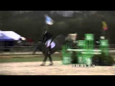 Selecto 5 year old gelding (Stakkatol)