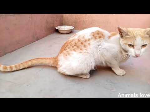 Cute Cat • I call my cat chitu •