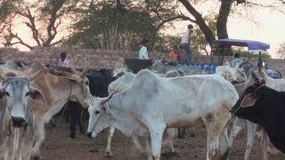 Feeding Cattle, Hisar