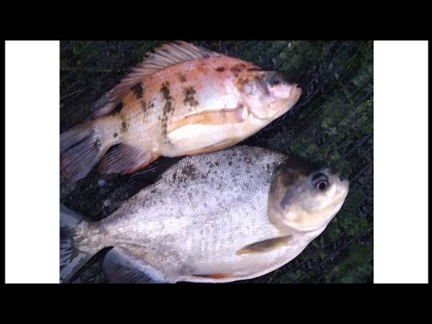 criação de tilápia junto com tambaqui 4meses todas