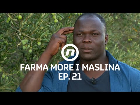 Prince kritizira gazdaricu - Epizoda 21 | Farma More i Maslina