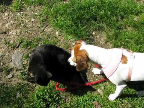 skylar ignoring the cat who wants toplay with her