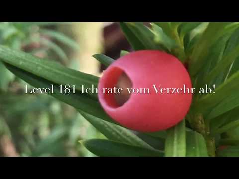 Level 181 Giftpflanzen: Europäische Eibe 💀