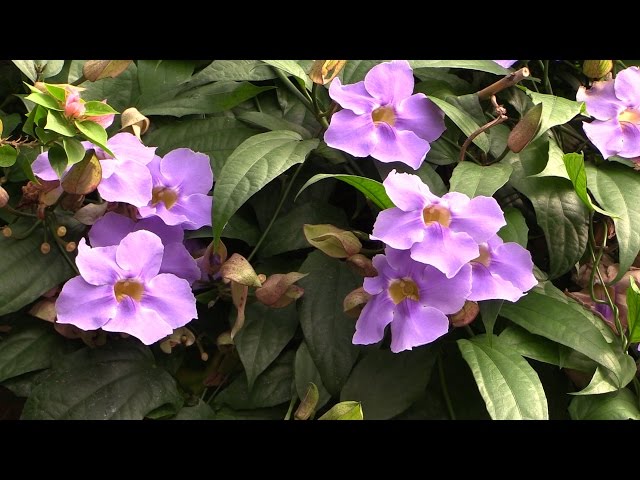 Video Pronunciation of Thunbergia in English Video Pronunciation of Thunbergia in English