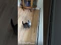 Sniffing Pussy