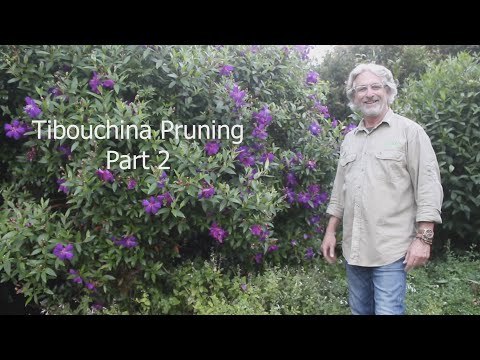 Tibouchina Pruning Part 2