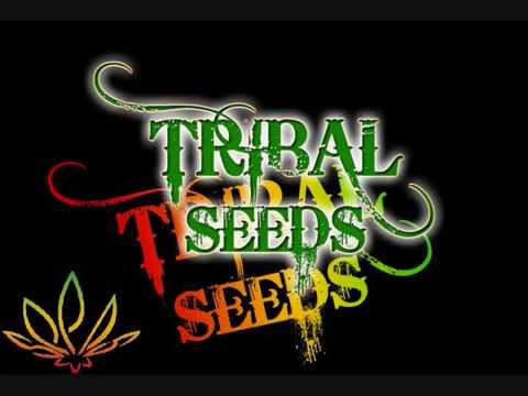 Tribal Seeds Beautiful Mysterious