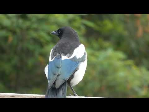 Straka americká (Pica hudsonia) — správanie, biotop a hlas