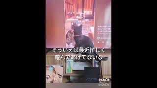 アタシ、ネコ動画卒業？？まり。 #失声症 #統合失調症 #猫のいる暮らし #ねこ #まり #cat #かわいい #猫のいる生活