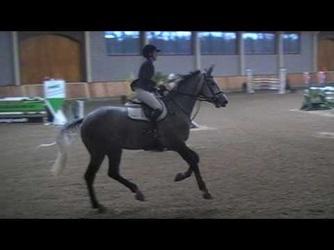 Gallardo (Cancara x Hemmingway, 2011)