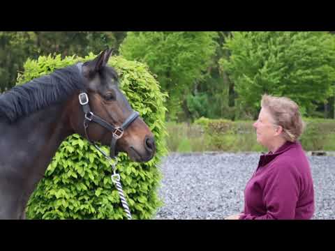 Trakehnergestüt Neuhof