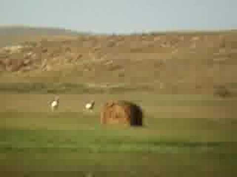 antelope muzzleloader kill shot