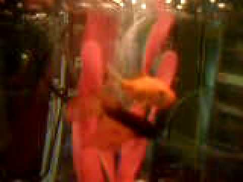 Male Betta Fish and Gold Fish In Tank Together