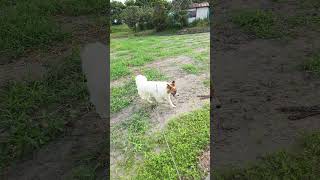 今朝もスタスタ行くよ #いぬ #かわいい犬 #いぬとの暮らし #あつまれどうぶつの森