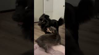Video preview image #1 Mutt Puppy For Sale in La Verne, CA, USA