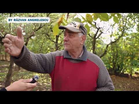 Tesla din Carpati Vlad Constantin Curentu din Mamaliga si dovleac