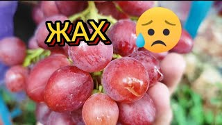 Перевірка новинок винограду на тріск 2025