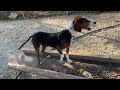 Goofy Was Abandoned And Starving But Now He S Save In My Shelter Takis Shelter