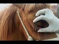 Symptoms Of Prolapse Of Nictitans Gland Cherry Eye In Arabian Horse