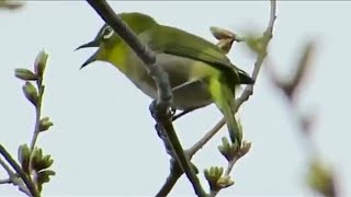 Download lagu Kicauan Burung Pleci Gacor di Alam Bebas Bukpar mp3 Download lagu Kicauan Burung Pleci Gacor di Alam Bebas Bukpar mp3