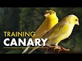 Canary The Best Singing 12h Training Song