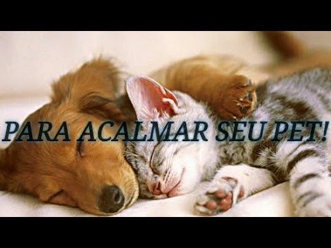 MÚSICAS PARA ACALMAR PETS ESTRESSADOS E ANSIOSOS