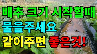 늦게 심은배추 물을 줬어요. 물줄때 같이 주면 좀더 크는게 도움이 될거같아요.
