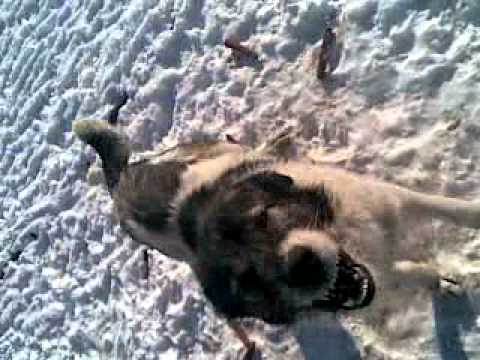 saulia de campie caucazian