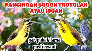 Download lagu PANCINGAN SOGON TROTOLAN | pancingan sogon ijoan mp3