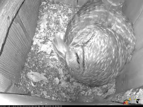 Three Eggs Unveiled at the Wild Birds Unlimited Barred Owl Cam, March 10, 2018