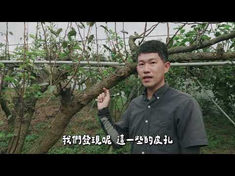 梨樹老化與冬季清園