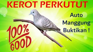 Download lagu SUARA KEROT PERKUTUT mp3 Download lagu SUARA KEROT PERKUTUT mp3