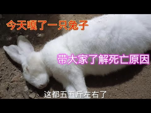 兔子死前徵兆