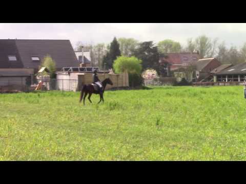 Nobelina-T/Nobel Nagano/Charivari