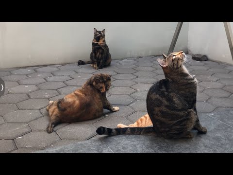 Amazon Echo、テレビ広告のおかげでキャットフードを再注文