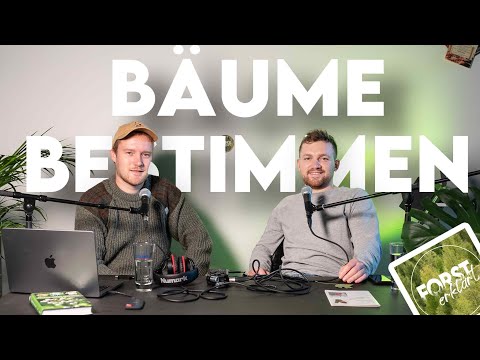 Wie kann man Baumarten und Bäume bestimmen? Forst-FAQ #5 - Forst erklärt