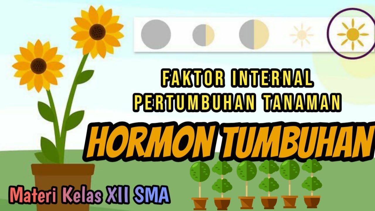 Hormon Pada Tumbuhan - Faktor Internal Pertumbuhan Tanaman | Pembelajaran Daring - Dunia Biologi