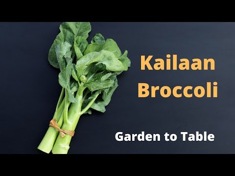 , title : 'How to grow and cook Kailaan | Chinese Broccoli'